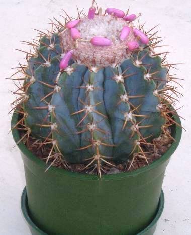 melocactus_horstii